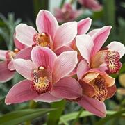 Orchidee Cymbidium