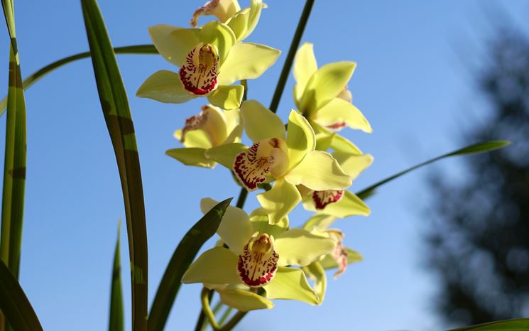 Orchidee Cymbidium