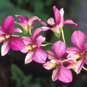 fiore orchidea Dendrobium