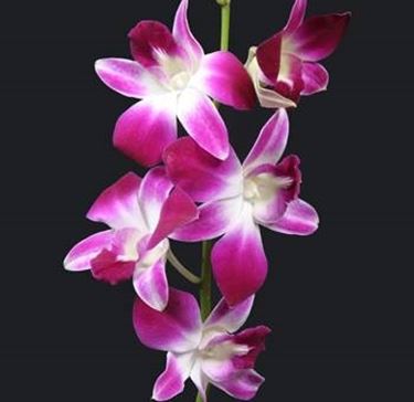 fiori orchidea Dendrobium