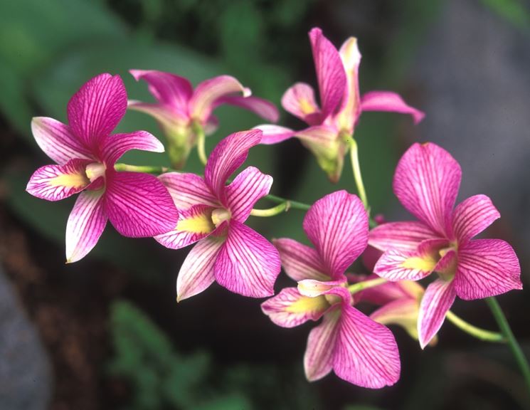 fiore orchidea Dendrobium