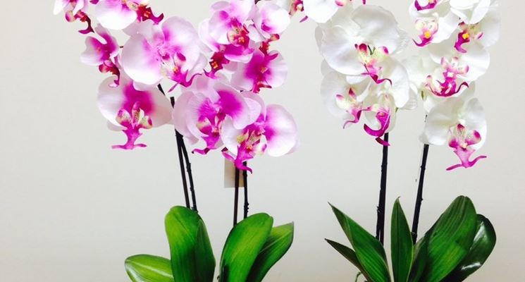 orchidee in casa