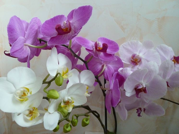 fiori orchidea