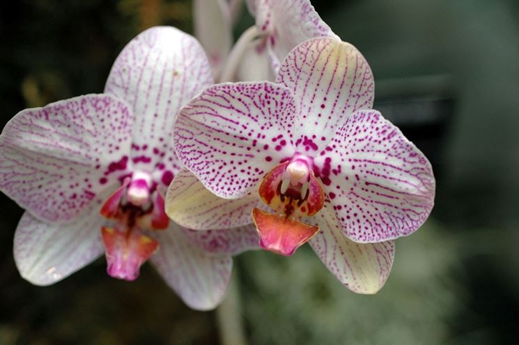 orchidea