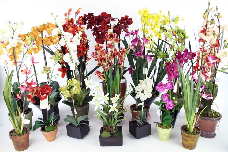 Vaso per orchidea - Orchidee - Vaso adatto alle orchidee