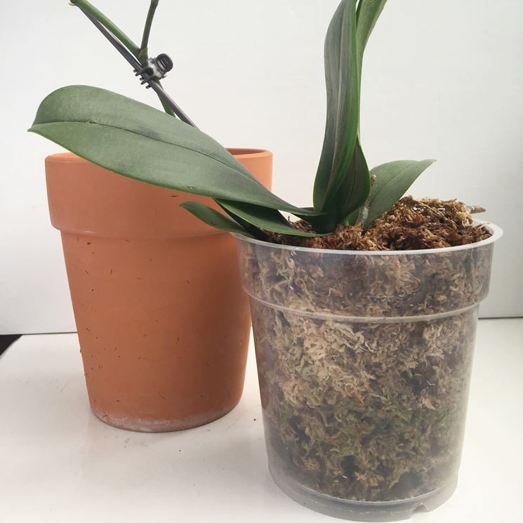 orchidea in vaso