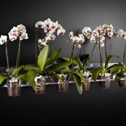 vasi per orchidee
