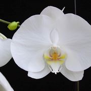 Orchidee Phalaenopsis