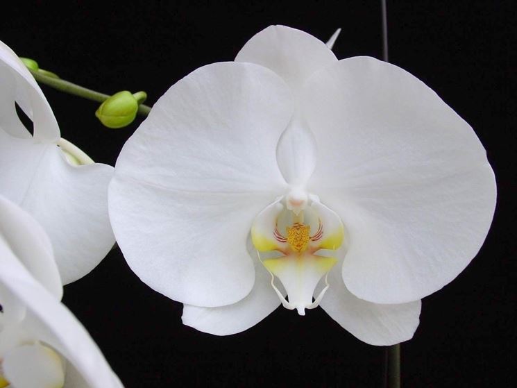 Orchidee Phalaenopsis