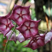 orchidea rara