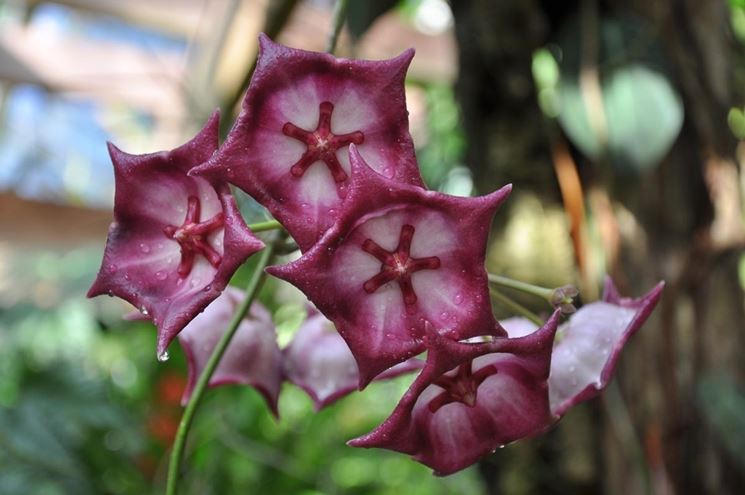 orchidea rara