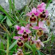 orchidea selvatica