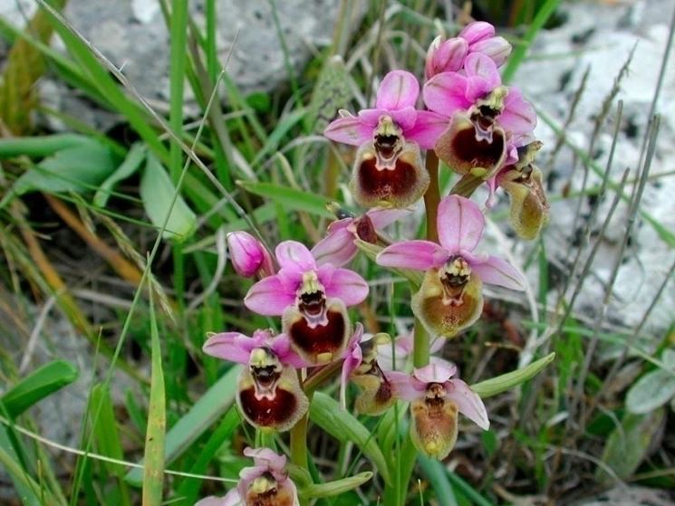 orchidea selvatica