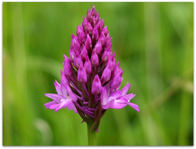 orchidea selvatica