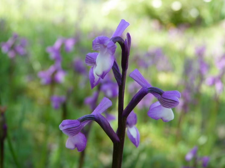 orchidea selvatica