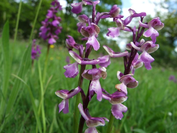 orchidea selvatica