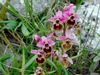 orchidea selvatica