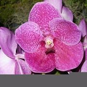 fiore orchidea vanda