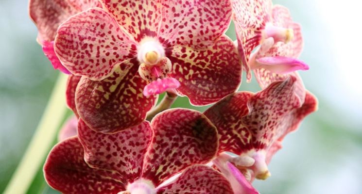 fiori orchidea vanda