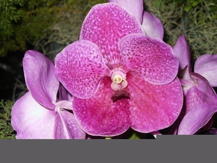 fiore orchidea vanda