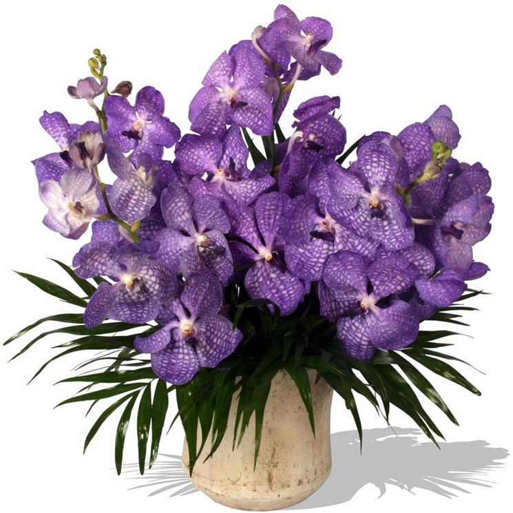fiori orchidea vanda