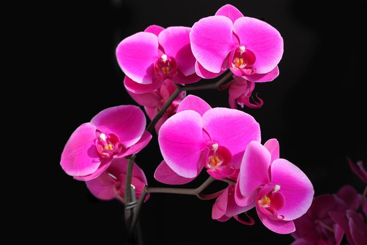 Dettaglio infiorescenza Phalaenopsis.