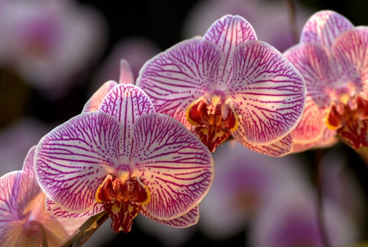 fiori phalaenopsis