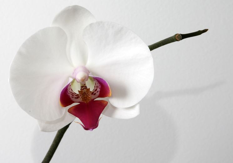 fiore phalaenopsis