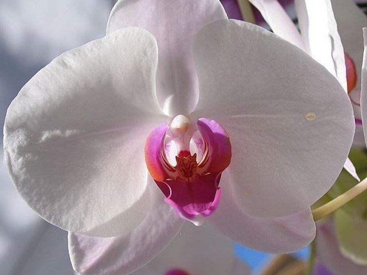 Esemplare di Phalaenopsis con fogliame.