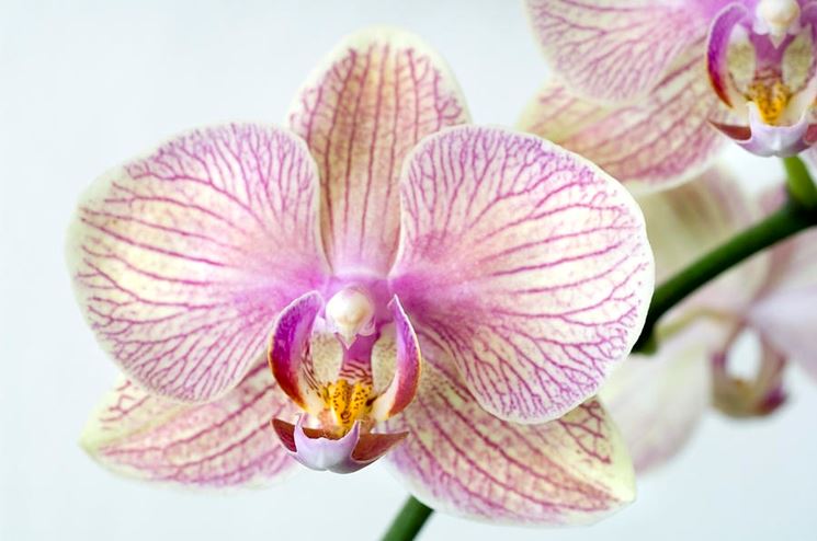 phalaenopsis