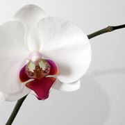 phalaenopsis