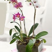 phalaenopsis