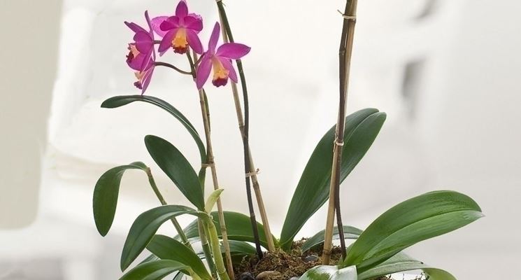 Piante di orchidee - Orchidee - Orchidee piante