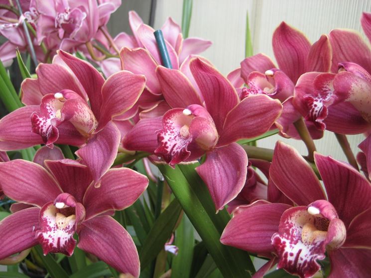 orchidee spontanee