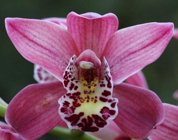 Fiore di orchidea
