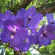 Vanda