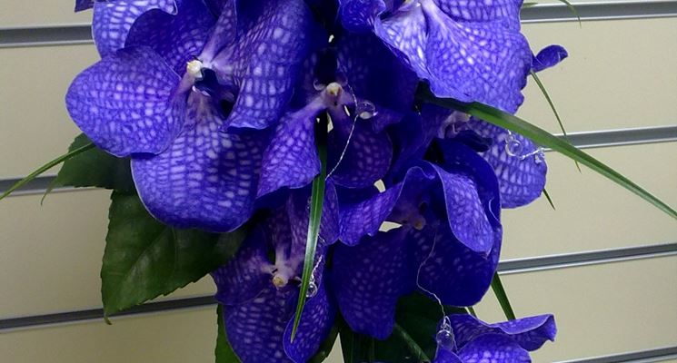 Vanda