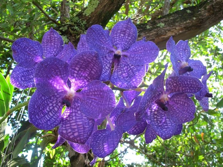 Vanda