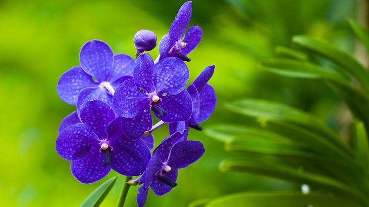 Vanda