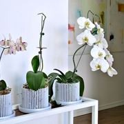 Phalaenopsis stuartiana