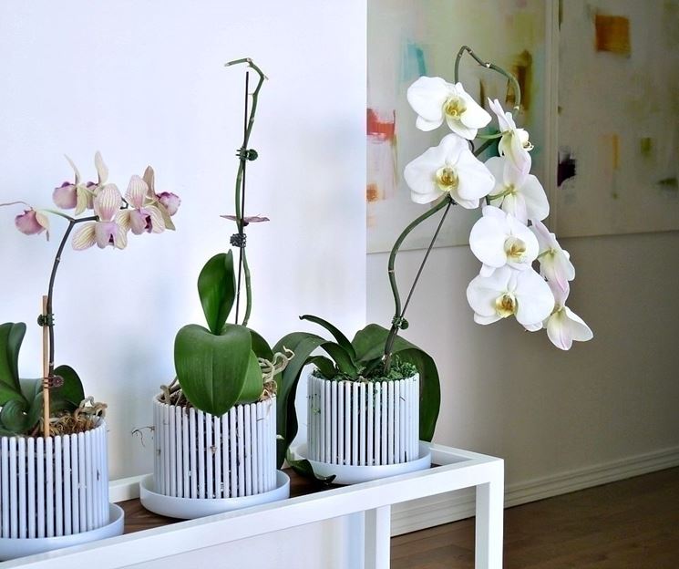 VASI TRASPARENTI PER RINVASO DI ORCHIDEE PHALAENOPSIS