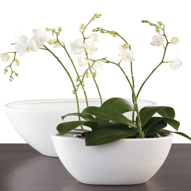 VASI TRASPARENTI PER RINVASO DI ORCHIDEE PHALAENOPSIS