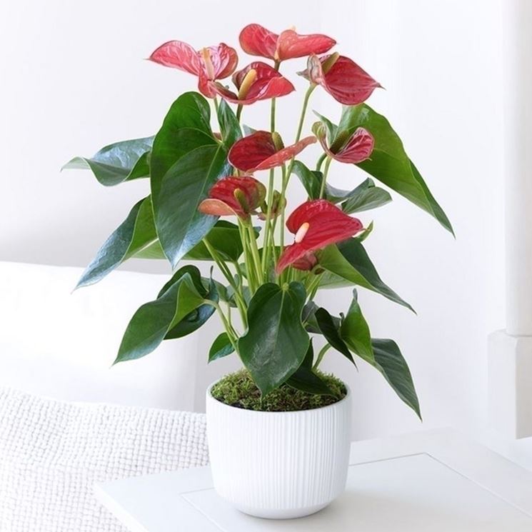 Anthurium andreanum