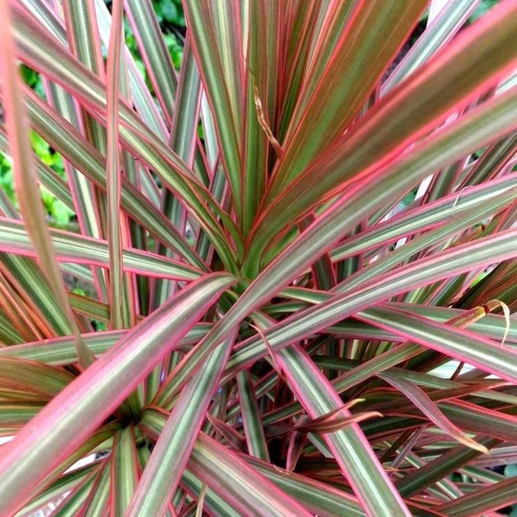 Dracaena marginata