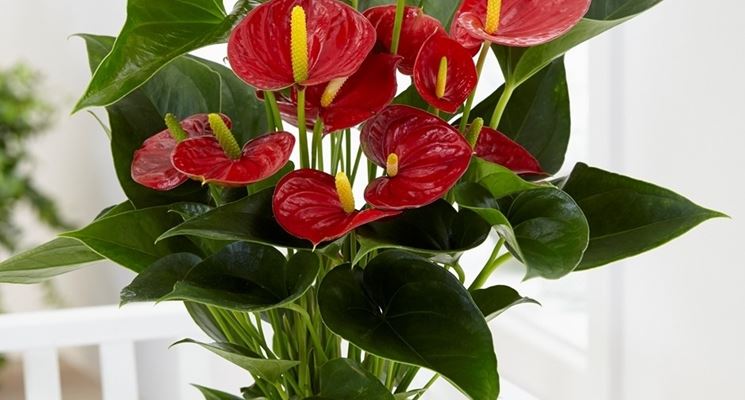 anthurium