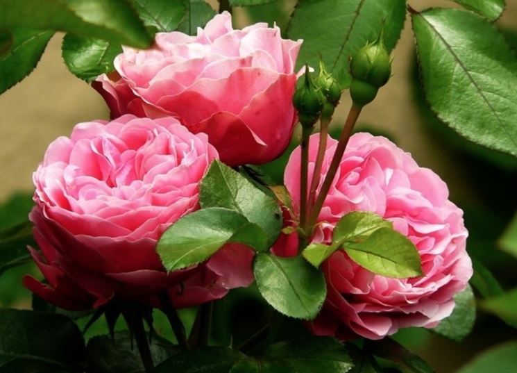 160 Petali Di Rosa Rossa In Seta – Decorazione Romantica Per San Valentino, Anniversario, Serate Speciali E Cene A Lume Di Candela