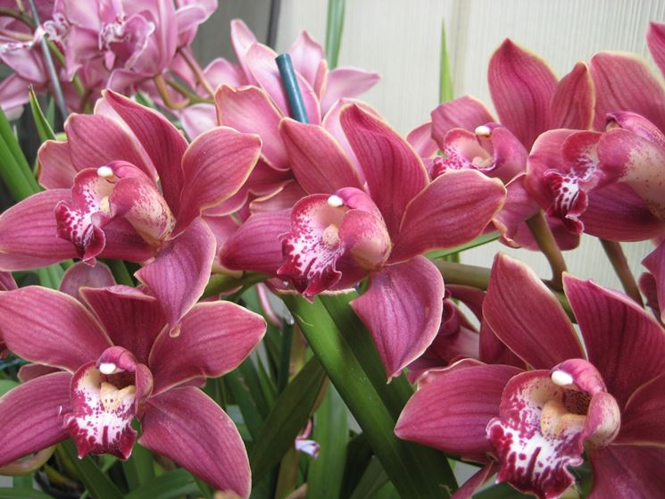 orchidee san valentino