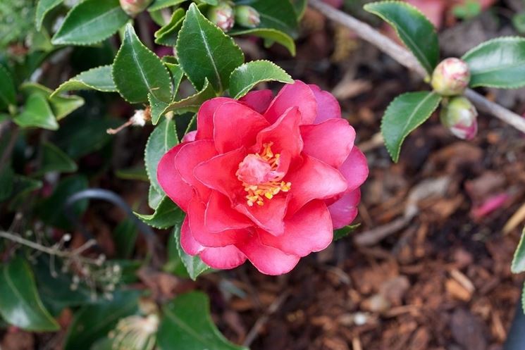 camelia in vaso