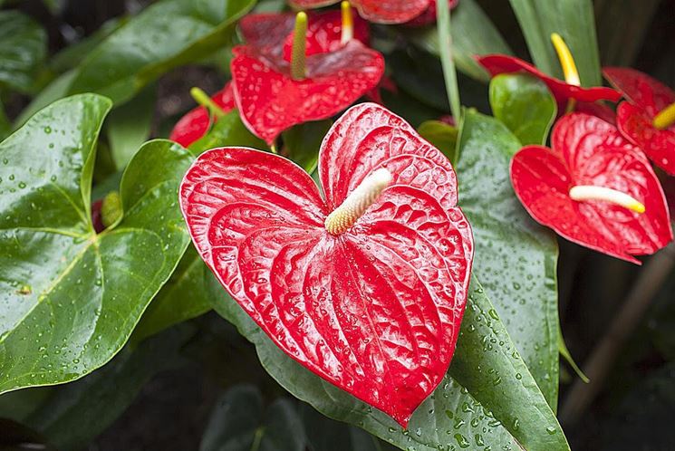 anthurium