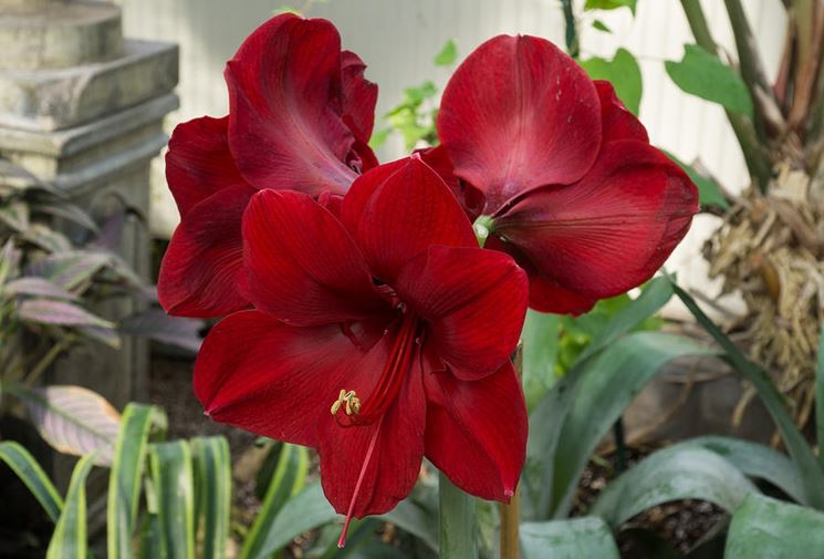 Hippeastrum rosso